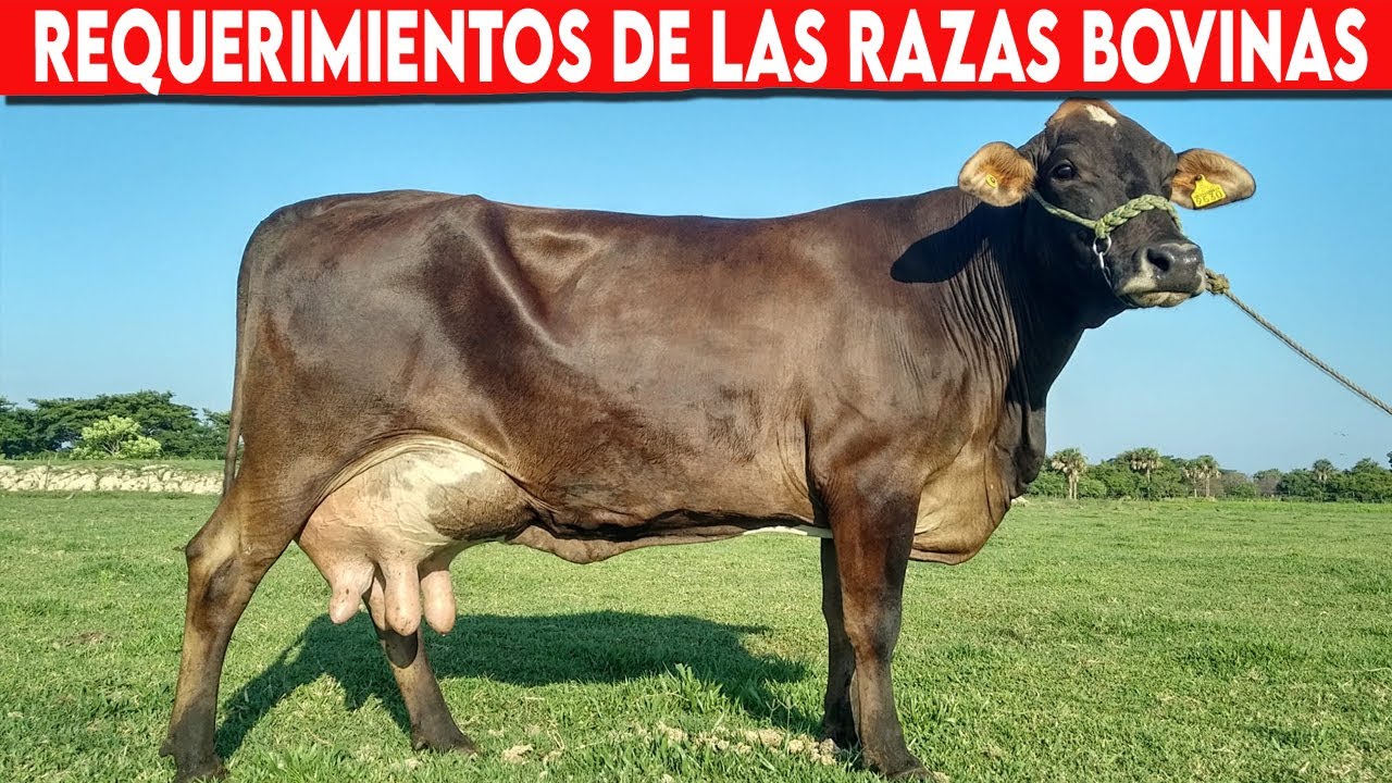 🔴 Tienen TODAS Las RAZAS Bovinas El MISMO Requerimiento NUTRICIONAL ✅ Vacas Lecheras