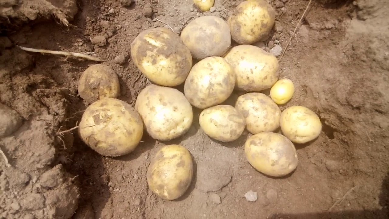 Gala ile pod krzakiem i parch jakie przyczyny ?