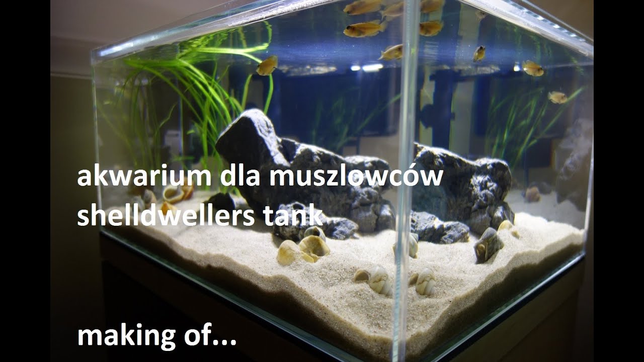 shelldwellers tank / akwarium dla muszlowców - lamprologus ocellatus F0