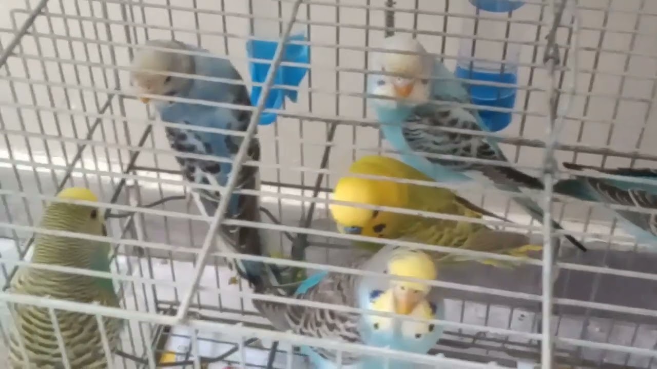Periquitos australianos, calopsitas e coleiro #birds #pets #parrot #aves #pajaro