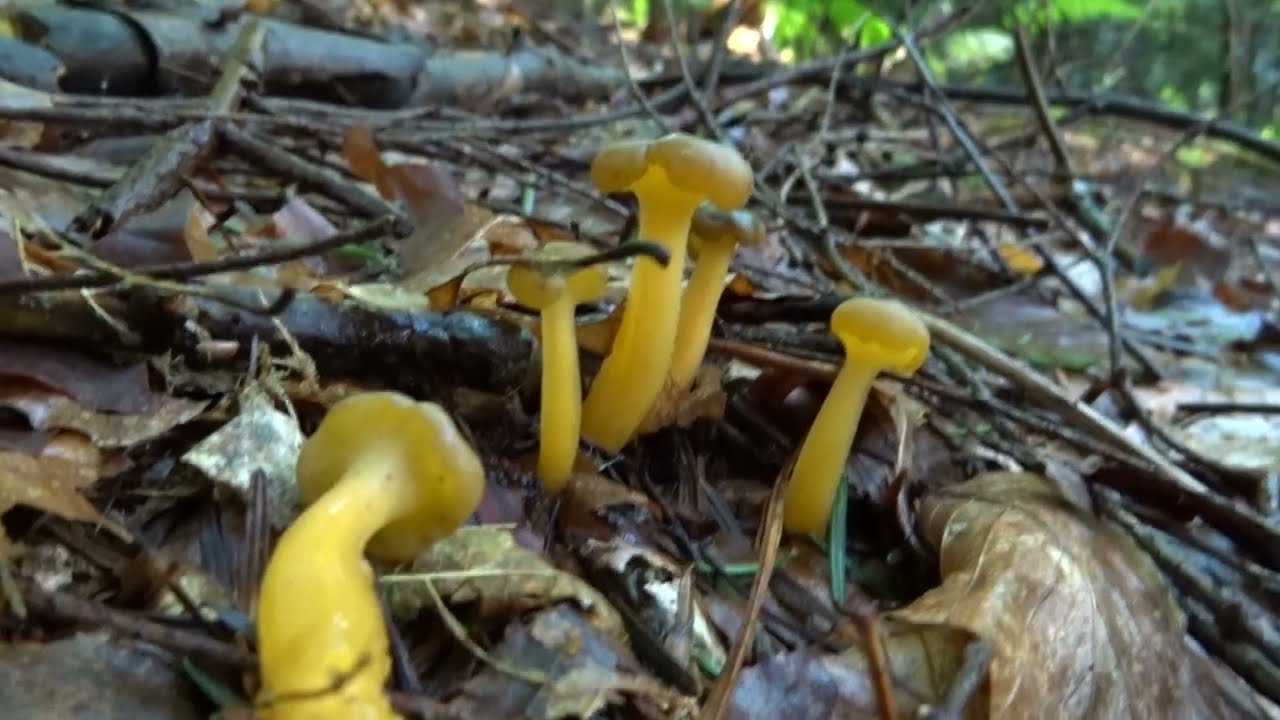 Patyczka lepka (Leotia lubrica)