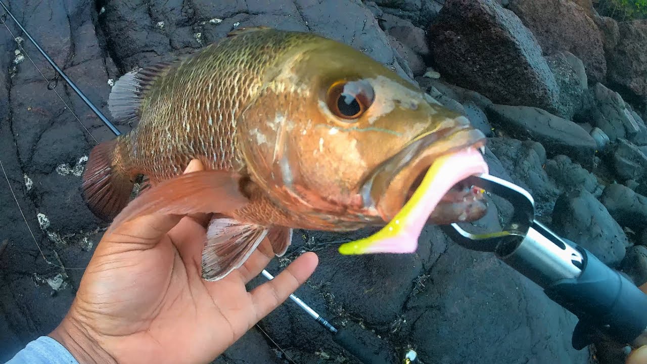 Hooked:  Few Fishies After a Couple Slip-Aways! Goa Fishing/India Fishing
