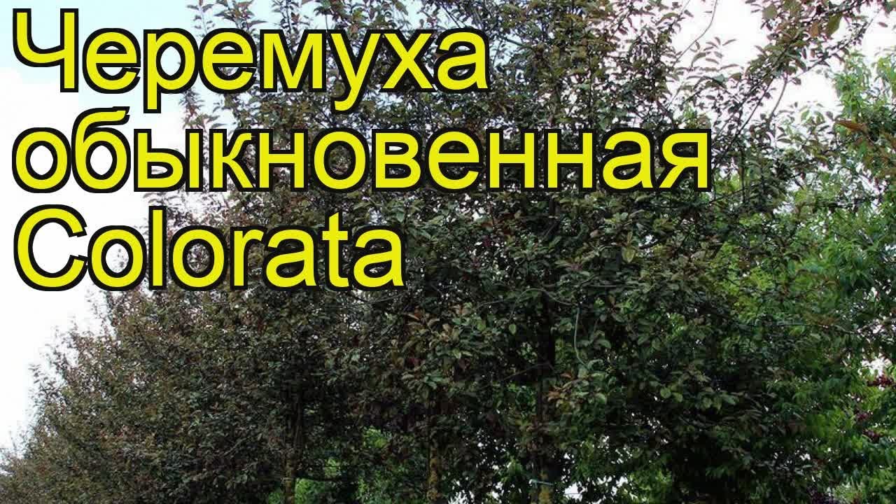 Черемуха обыкновенная Колората. Краткий обзор, описание характеристик prunus padus Colorata