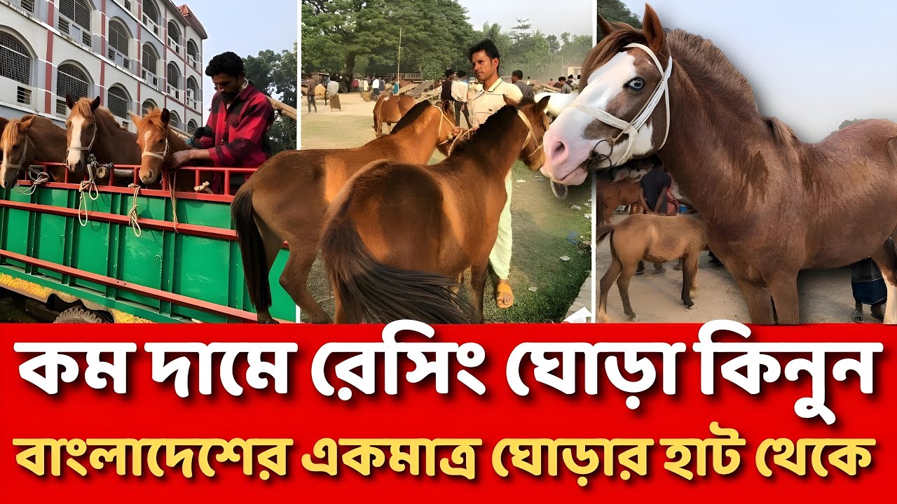 বাংলাদেশর একমাত্র ঘোড়ার হাট থেকে রেসিং ঘোড়া কিনুন অল্প দামে | তুলশিপুর জামালপুর | জানুন কর্মফল |