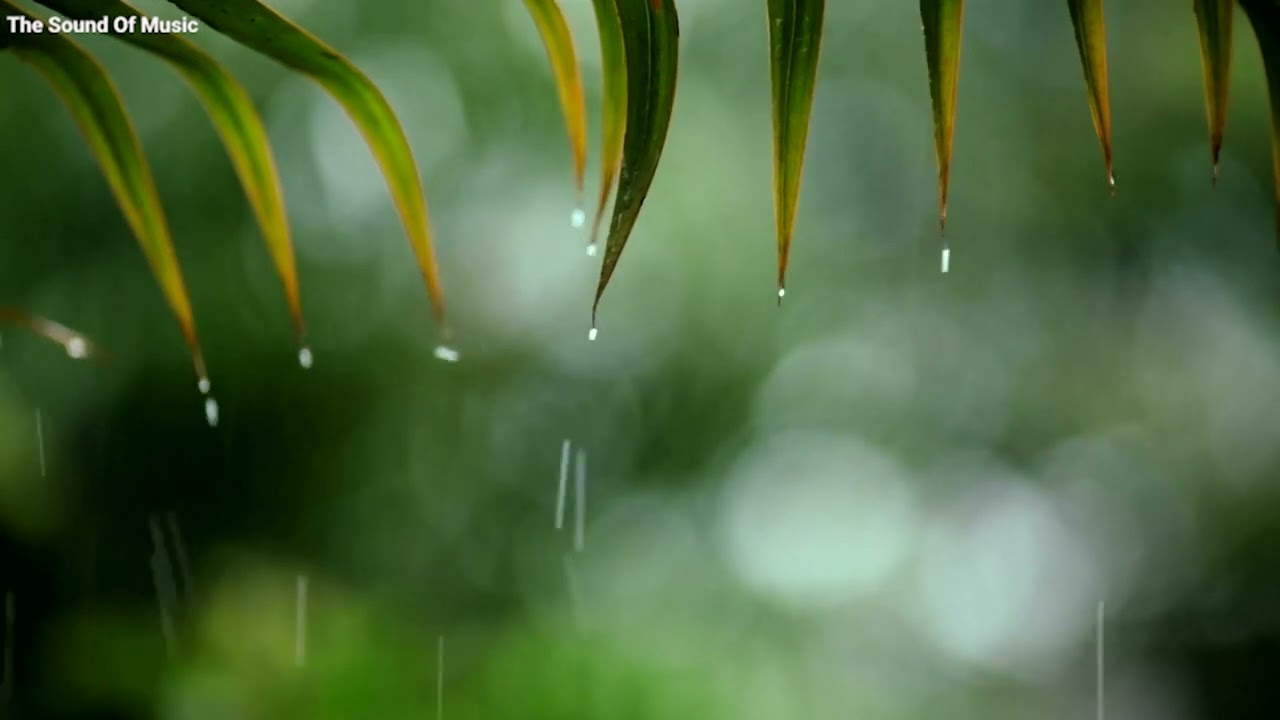 Relaxing Sleep Music and Rain Sounds - No Mid ADS - Piano Music for Sleep, Peace and Calm of Mind