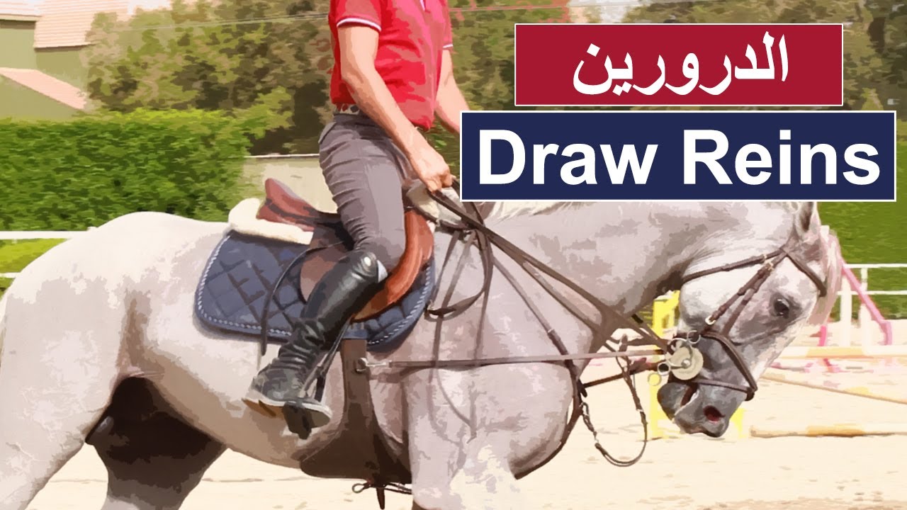 طريقة تشغيل الخيل ب Draw Reins أهميته وأضراره - اساسيات ركوب الخيل