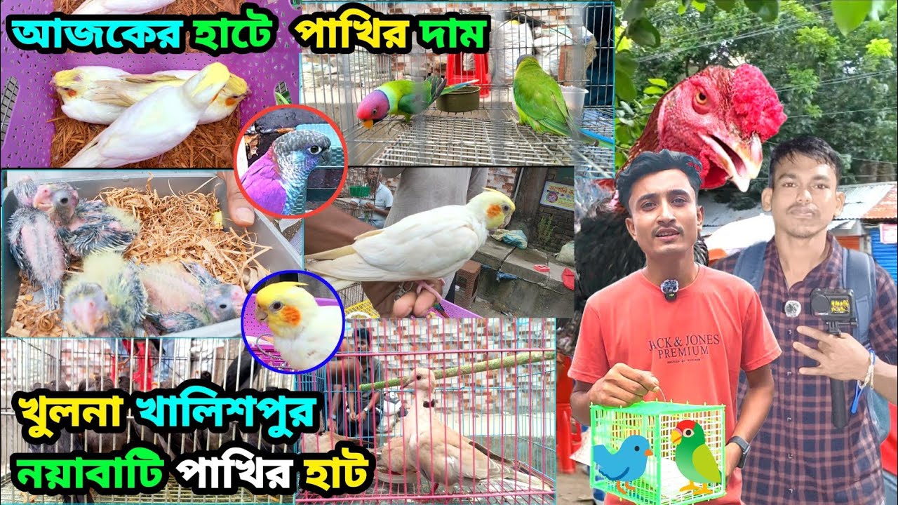 খুলনা সবথেকে বড় 🦜পাখির হাট খালিশপুর নয়াবাটি #marufbillarubel #birds Birds price ni Bangladesh 