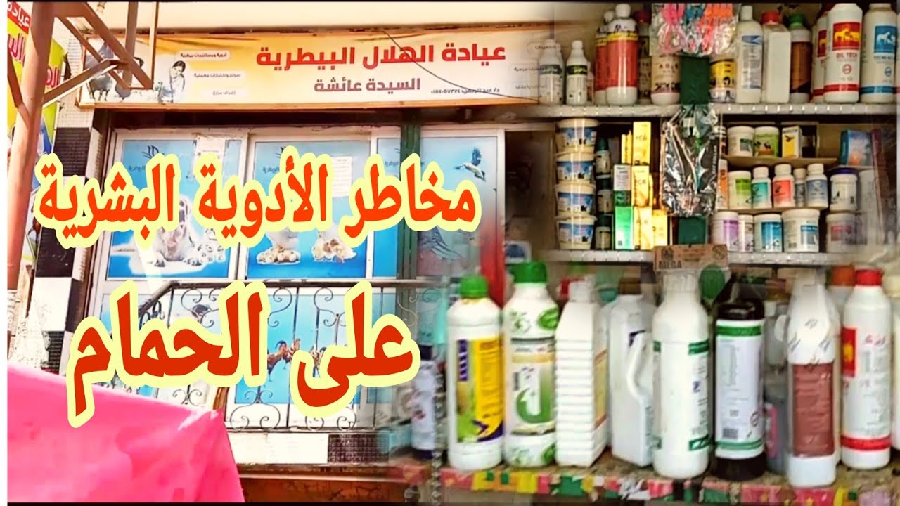 من قلب سوق الحمام سوق السيده عائشه صيدلية الهلال البيطرية حوار مهم مخاطر الادويه البشرية على الحمام