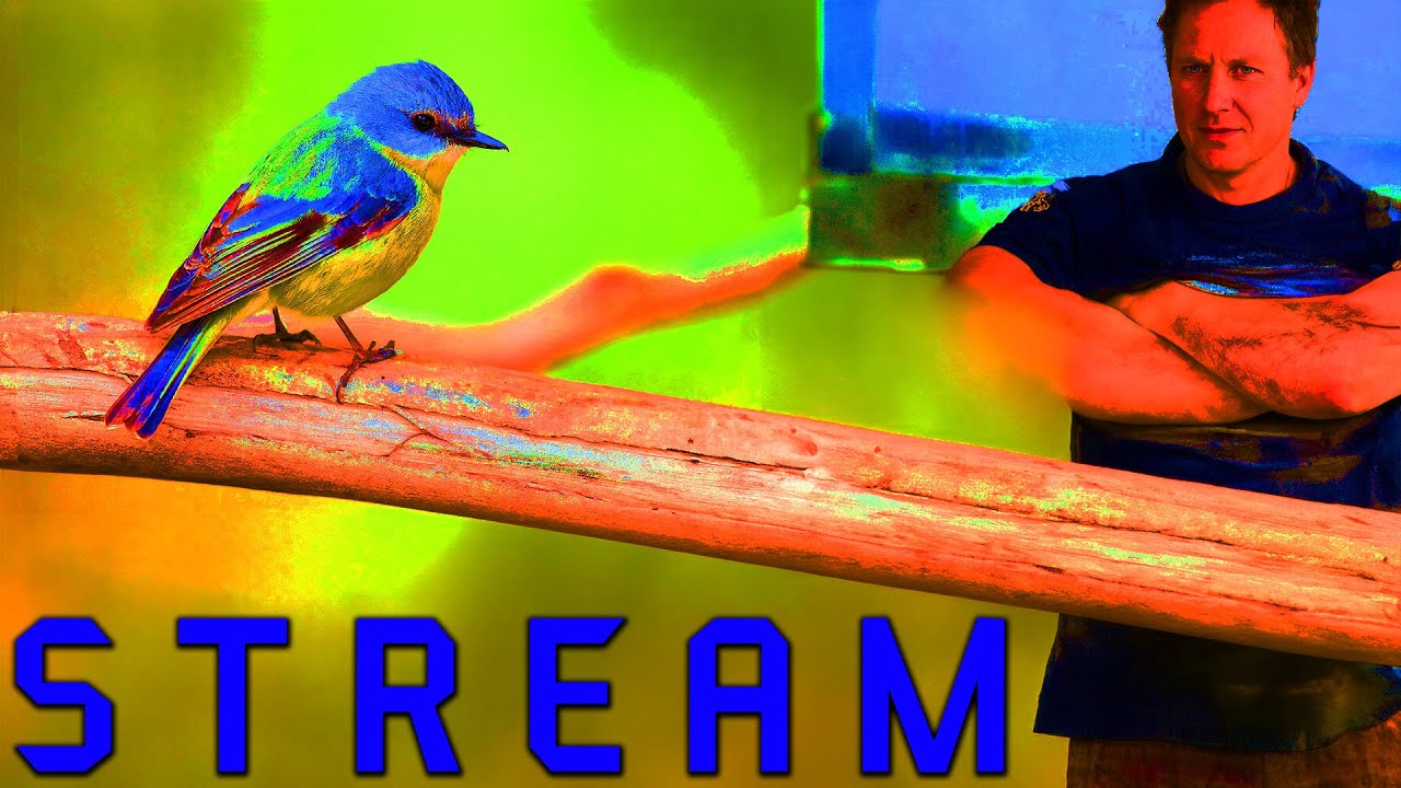 CIUCHOLAND, gooning i YLYL | STREAM