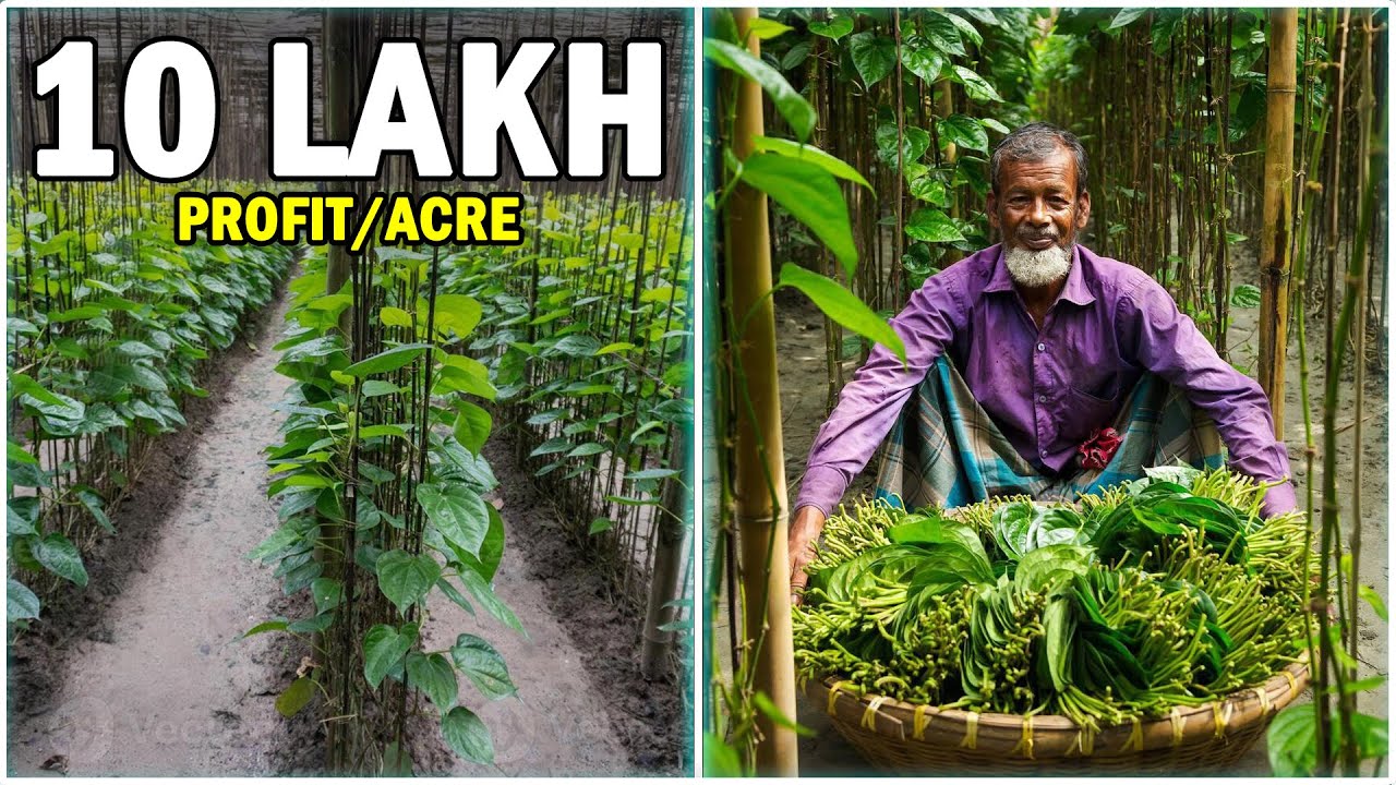 Betel (Paan) Leaf Farming - Complete Step by Step Guide