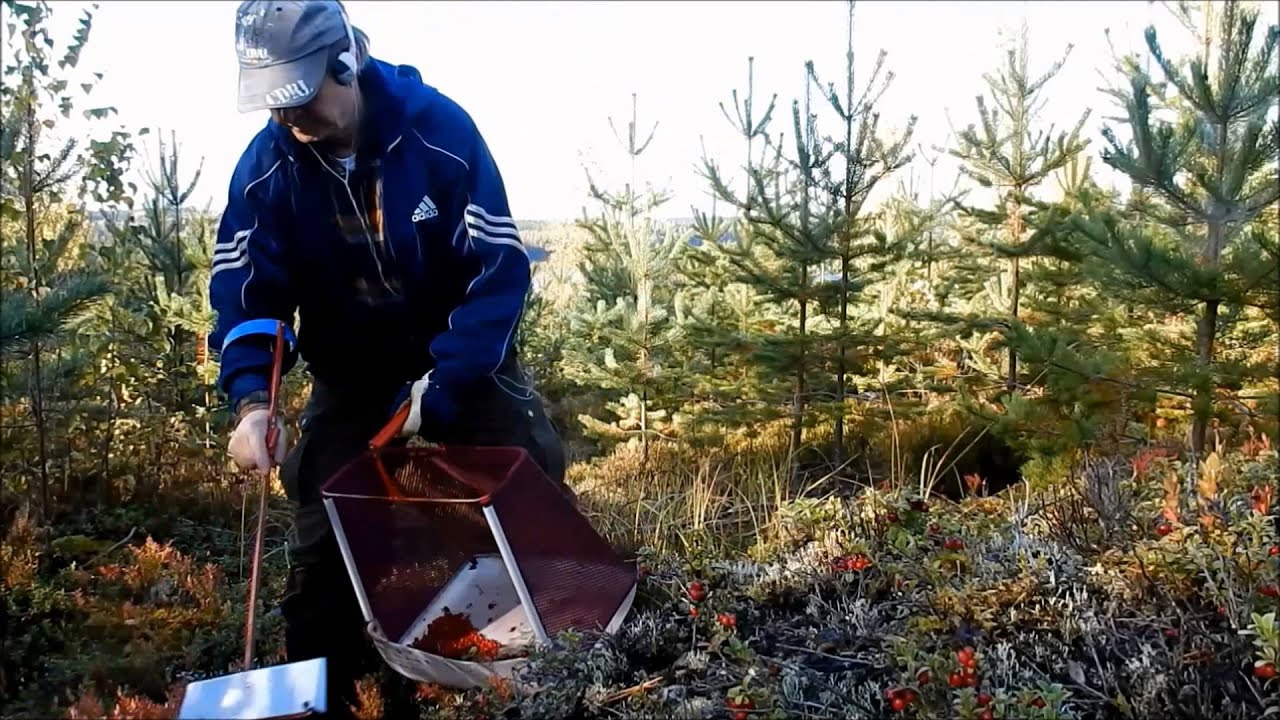 Puolukkaa 2015