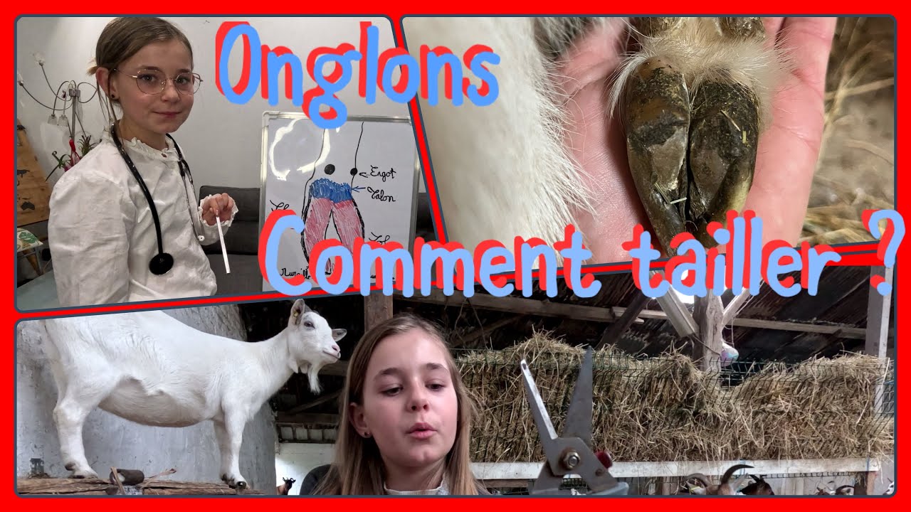 TAILLE DES ONGLONS ! chèvres, moutons . Notre matériel notre méthode TUTO pour les petits ruminants