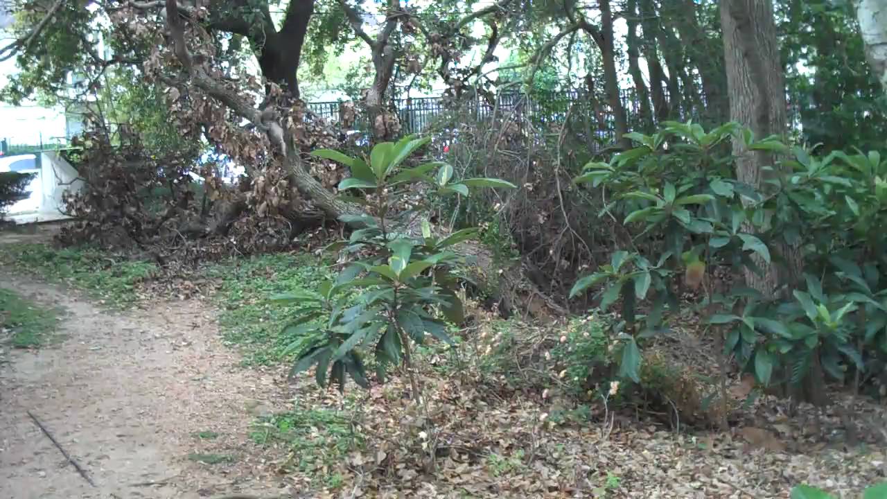Trails of Woodlake 11