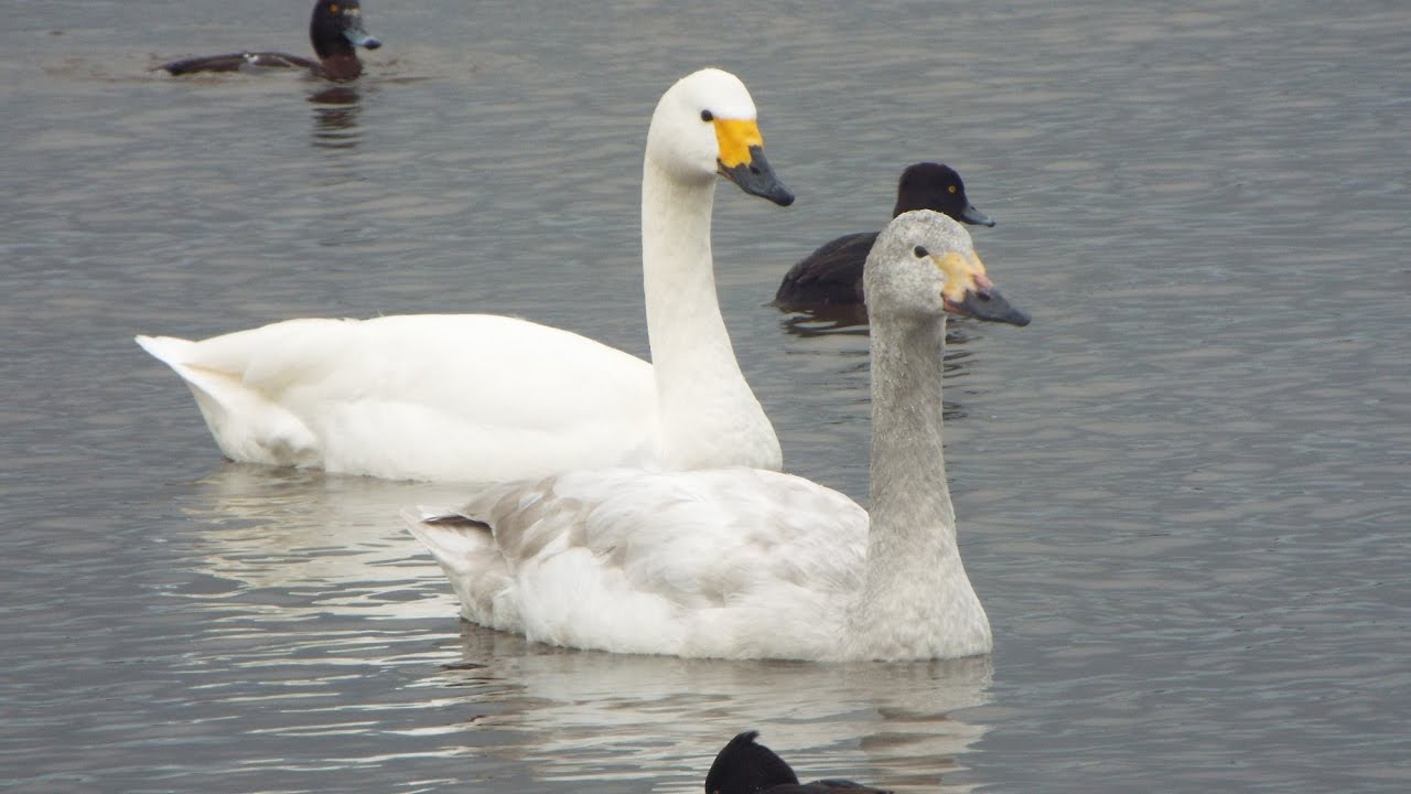 Slimbridge Wetland Centre (2017)