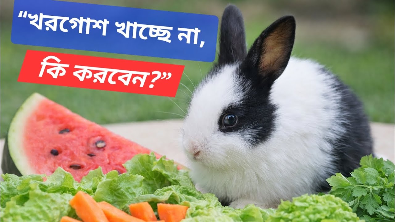 খরগোশ হঠাৎ খাওয়া কমিয়ে দেয় কেন? | Rabbit Not Eating Causes & Solutions