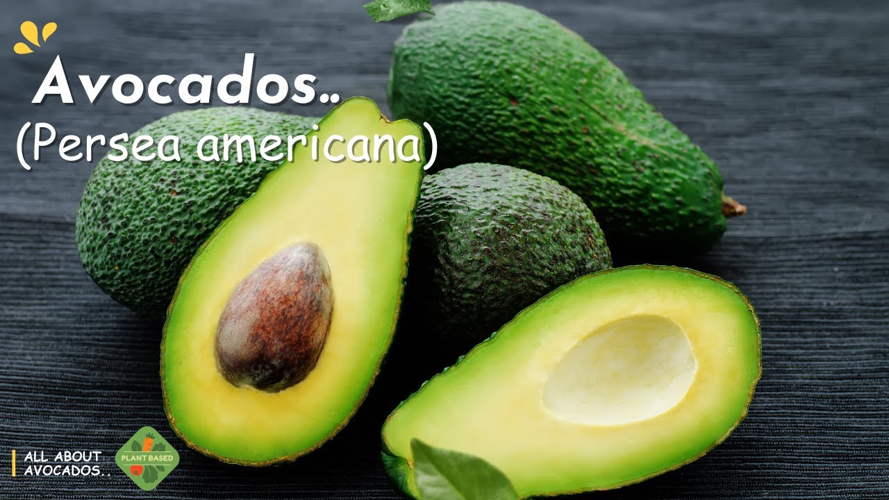 Avocado (Persea americana) || Benefits of Eating Avocado || Avocado Nutrition Facts and Benefits💪