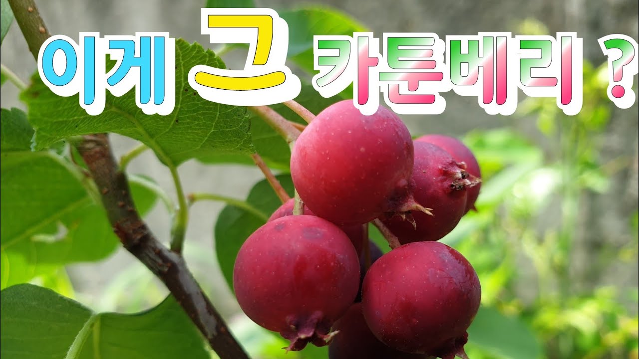 사스 카툰베리 어떤 맛일까?