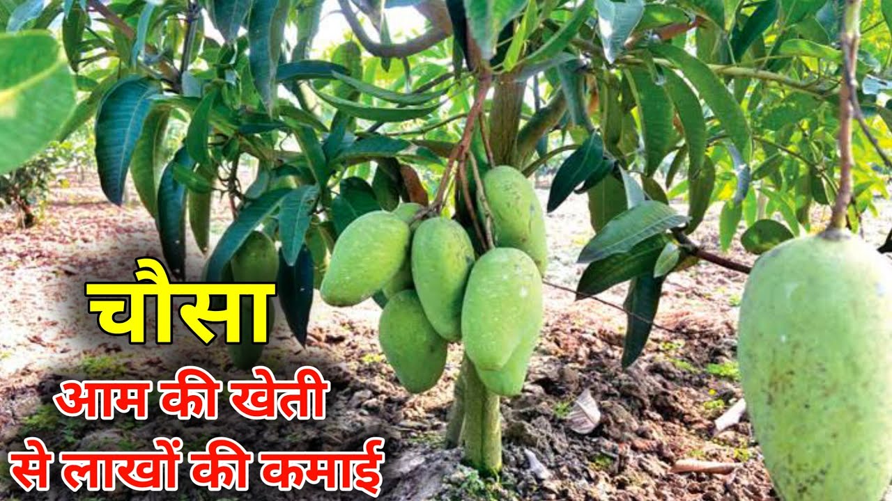 चौसा आम की खेती से लाखों की कमाई, chausa mango farming, chausa aam ki kheti, mango new variety,