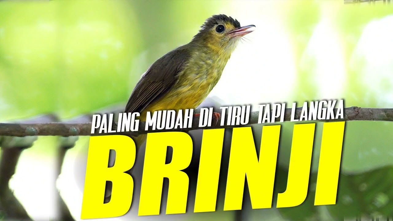 MASTERAN BRINJI TUNGGIR.....!!!!