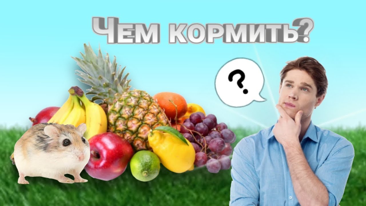 ЧЕМ КОРМИТЬ ХОМЯКА⁉️ | ПРАВИЛЬНОЕ ПИТАНИЕ ХОМЯКОВ✅ | хомуся life♡