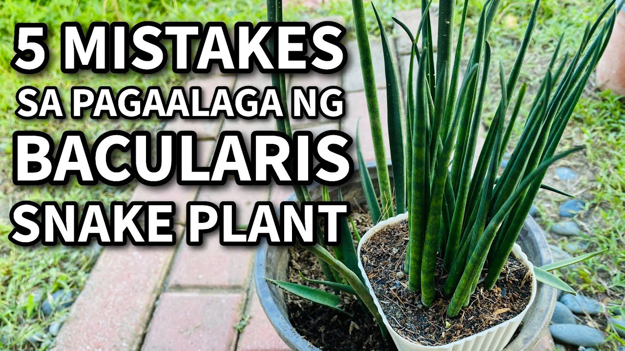 5 MISTAKES SA PAGAALAGA NG BACULARIS SNAKE PLANT | Plant Care for Beginners