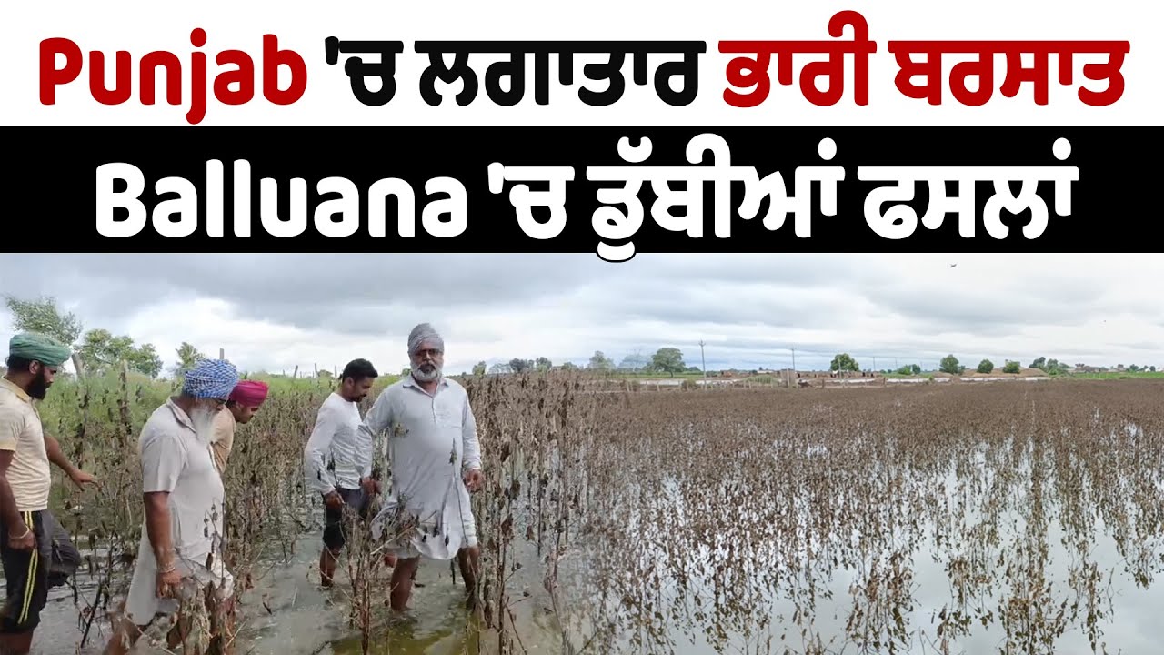 Balluana Flood Update | ਪੰਜਾਬ 'ਚ ਭਾਰੀ ਬਰਸਾਤ, Balluana 'ਚ ਡੁੱਬੀਆਂ ਫਸਲਾਂ, ਕਿਸਾਨਾਂ ਦੇ ਚਿਹਰੇ ਮੁਰਝਾਏ