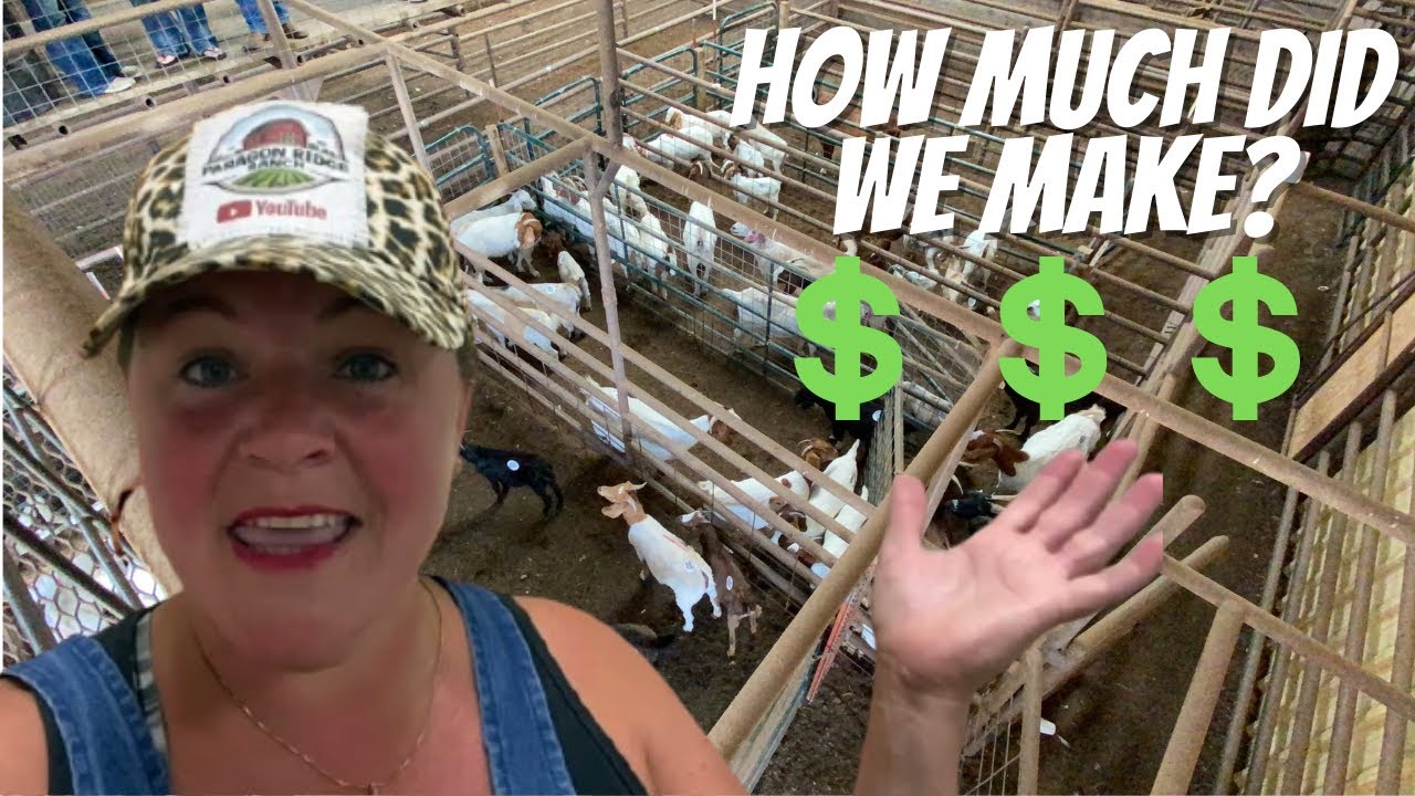 How Much Money Did We Make At The Goat Auction? Goats, Sheep & Cattle Auction Full Tour Start Finish