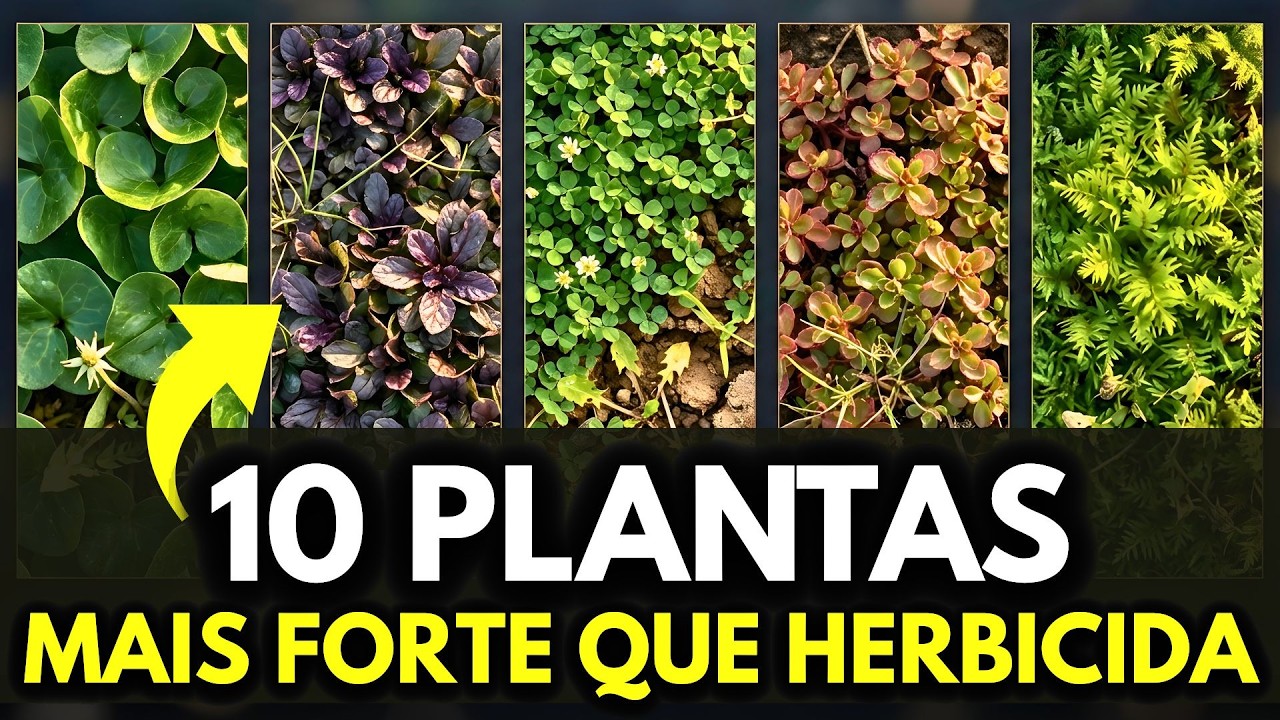 10 Plantas Que Nunca Deixam o Mato Voltar Mais Poderosas que Capina