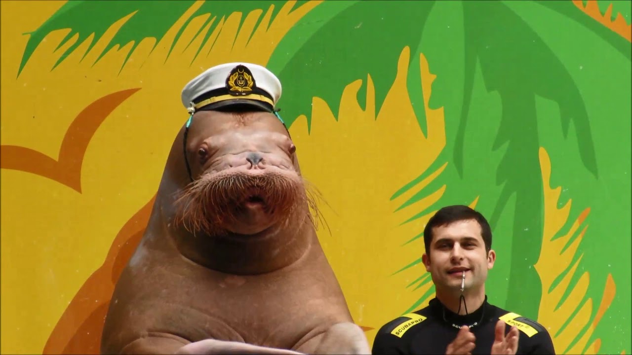 Most Funny Sea lion Video لن تصدق ان أسد البحر يمكن ان يكون مضحك جداً-دولفيناريوم اسطنبول