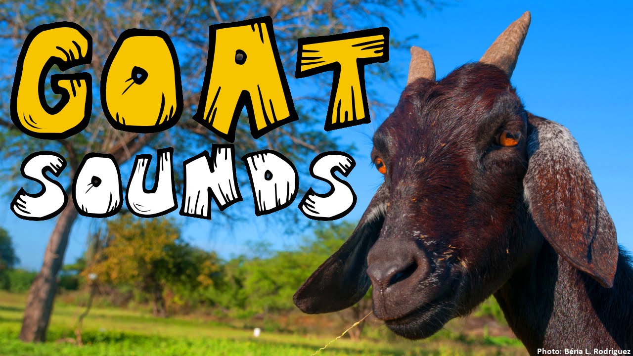 GOAT SOUND [25+ Different Goat Noises] [Animal Sounds]
