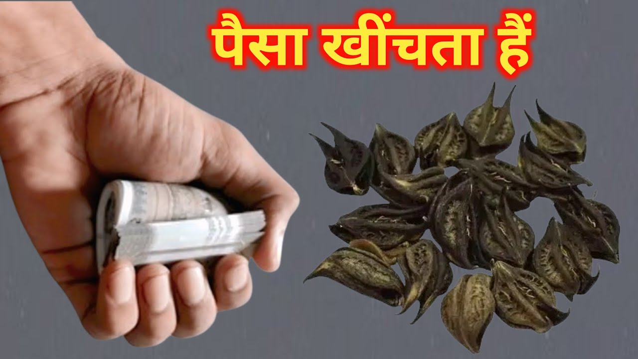 मिल गई संजीवनी बूटी हनुमान जी ने बरदान दिया है मिल जाए तो छोड़ना मत मरे को जिंदा कर देगाvastu bhagya