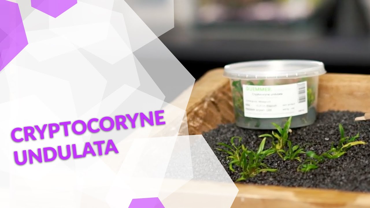 Cryptocoryne undulata, der Gewellte Wasserkelch, eine einfache Pflanze für dein Aquarium