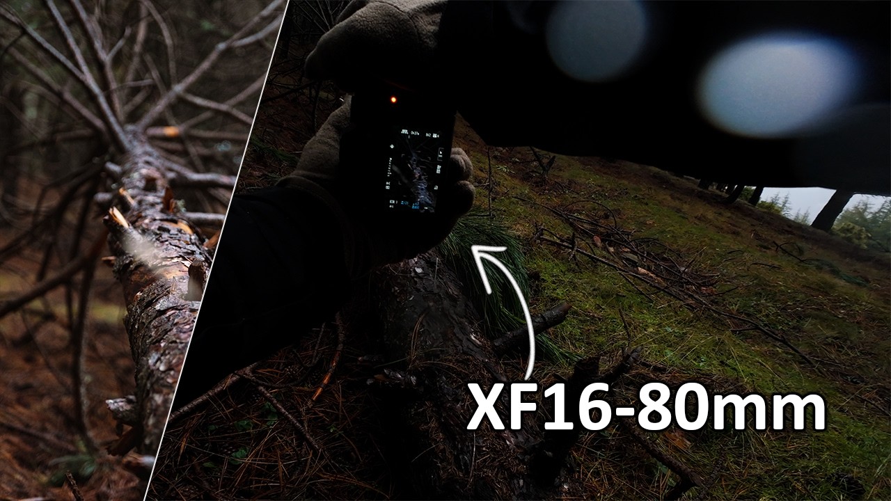 POV Nature Photography | Moody Rainy Winter Forest