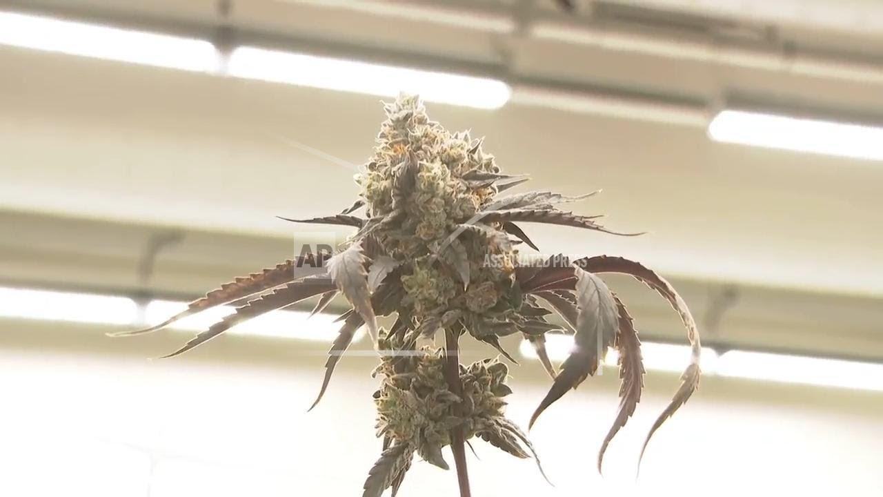 Ten Dutch producers allowed to grow cannabis as part of a government-run experiment