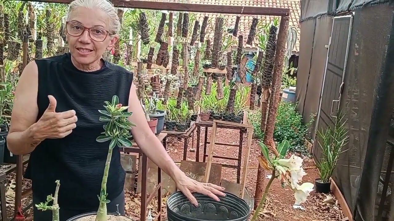 Como recuperar caudex de Rosa Do Deserto murcho! #rosadodesertocuidados 