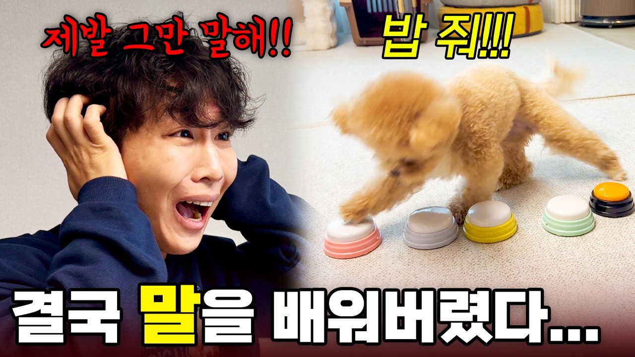 결국 사람 말을 시작한 천재견 토리... 괜히 가르쳤나?