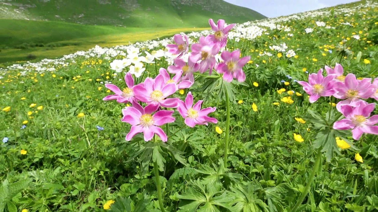 Gedebey, Novo-Ivanovka