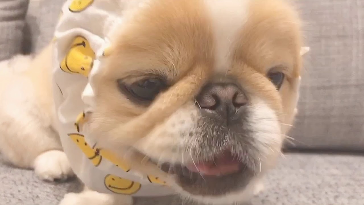 [ペキニーズ]ひたすら豚耳を食べてるだけシリーズ[PEKINGESE]