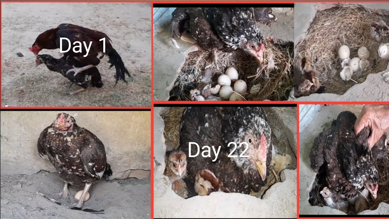 Then I made a new nest and put 9 eggs in it