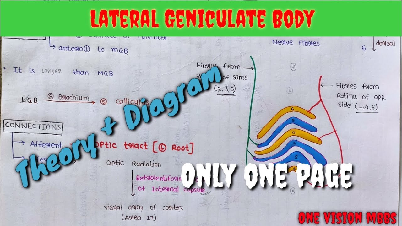 Lateral Geniculate Body| Theory + Diagram, Only in one page