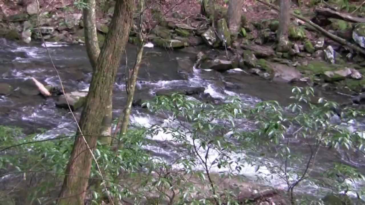 grundy forest