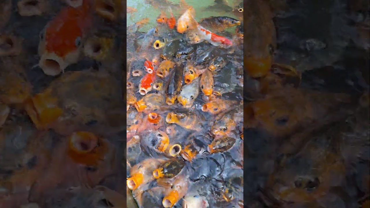 IKAN KOI BANYAK BANGET 😃 #shorts #short #ikan #koi #koifish #kolam #minizoo #fish #lucu #fun #zoo