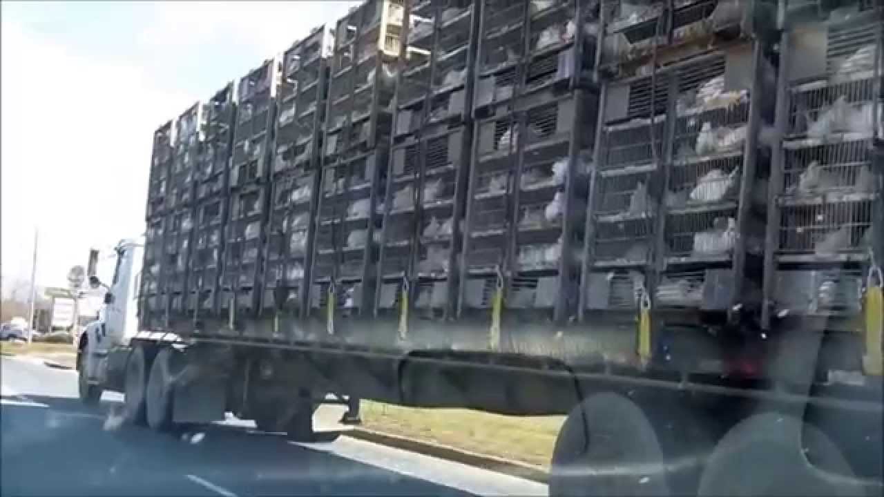 Chicken Transport