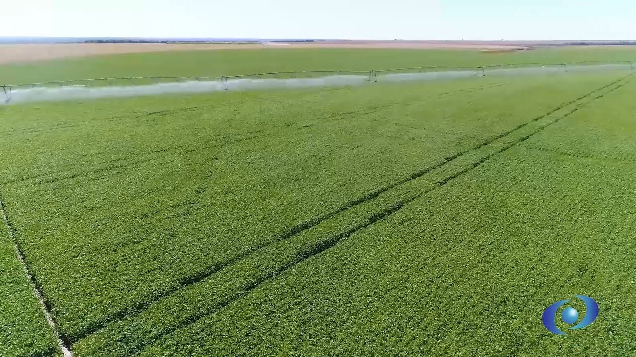 Produção Irrigada por meio de Pivô Central