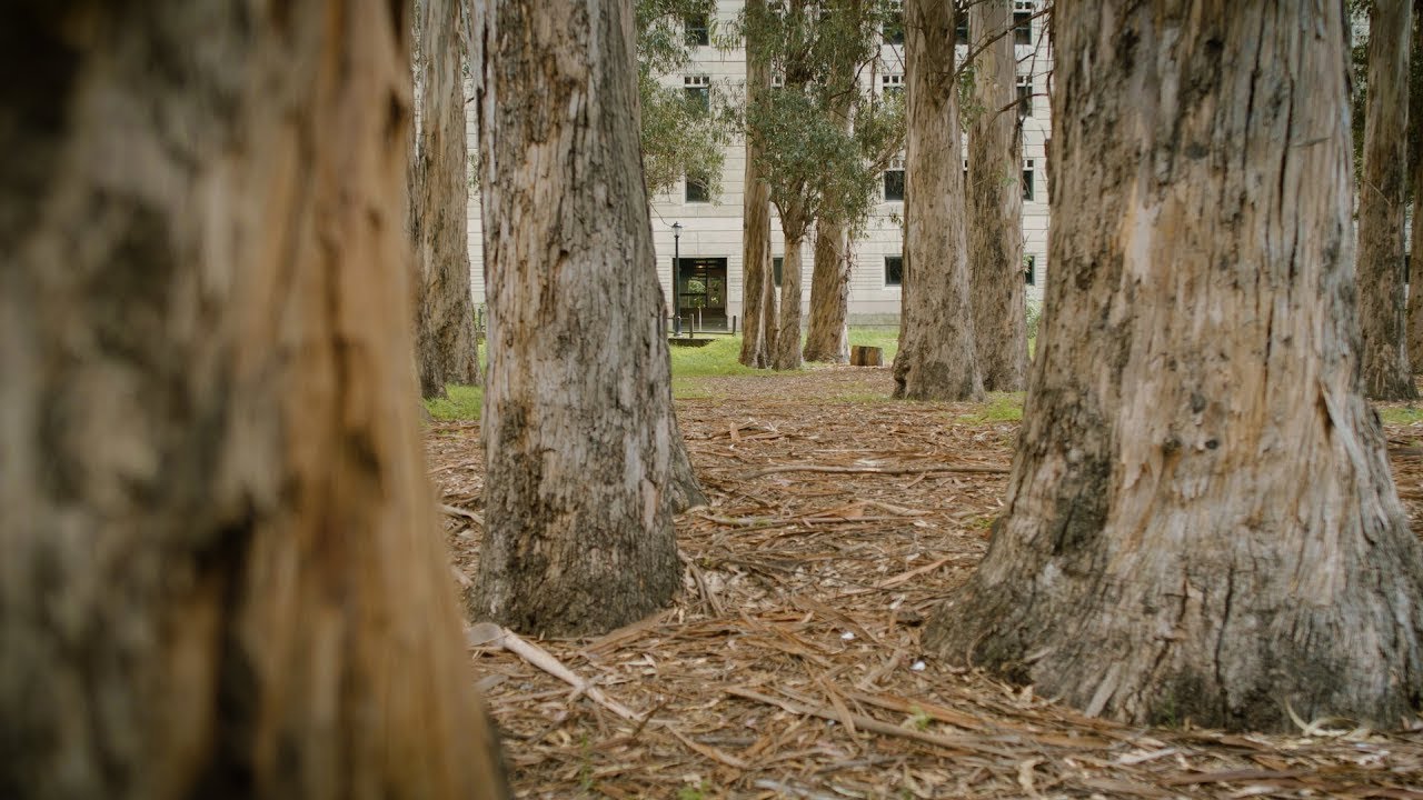 Eucalyptus Grove on UC Berkeley campus