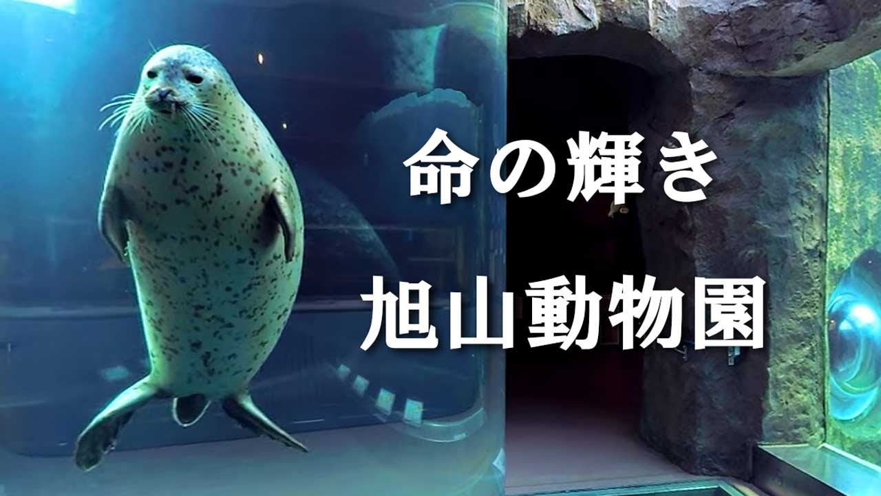 【北海道 旭山動物園】特別許可による散策体験。VR映像で没入アニマルセラピー　空飛ぶペンギン、カバ他、動物たちの自然な姿