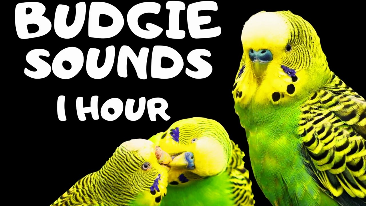 Budgie Sound 1 Hour, Budgie singing, Budgie flock call and Budgie mating call