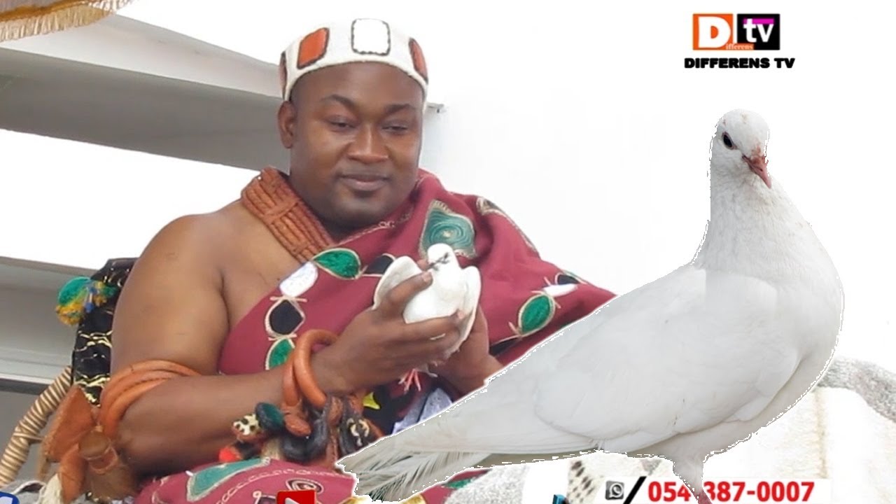 Paramount Chief of Atebubu, Ohempon Dr. Yeboah Asiamah Releases White Pigeon Over Atebubu
