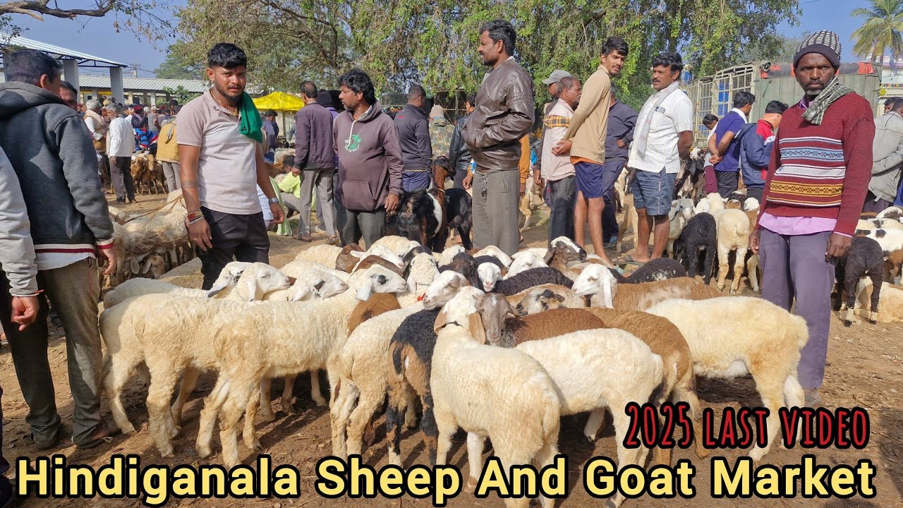 Last Video Of 2025 Hindiganala Sheep and Goat market