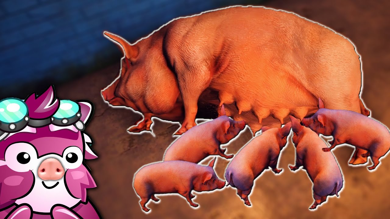 SCROAFA A NASCUT 5 BEBE PORCI si TERMIN COTETUL GAINILOR! Viata La Ferma